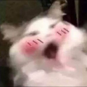 Meet your Posher, Pearl